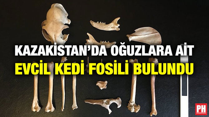 KAZAKİSTAN’DA OĞUZLARA AİT EVCİL KEDİ FOSİLİ BULUNDU