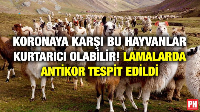 KORONAYA KARŞI BU HAYVANLAR KURTARICI OLABİLİR! LAMALARDA ANTİKOR TESPİT EDİLDİ