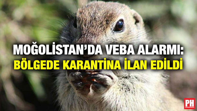 MOĞOLİSTAN’DA VEBA ALARMI: BÖLGEDE KARANTİNA İLAN EDİLDİ