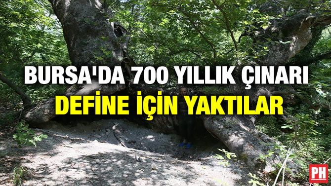 BURSA’DA 700 YILLIK ÇINARI DEFİNE İÇİN YAKTILAR