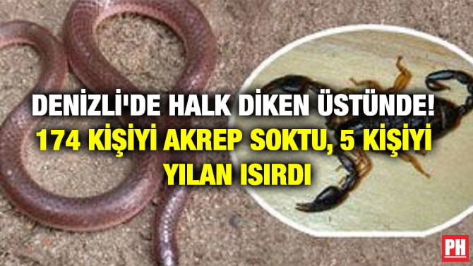 DENİZLİ’DE HALK DİKEN ÜSTÜNDE! 174 KİŞİYİ AKREP SOKTU, 5 KİŞİYİ YILAN ISIRDI
