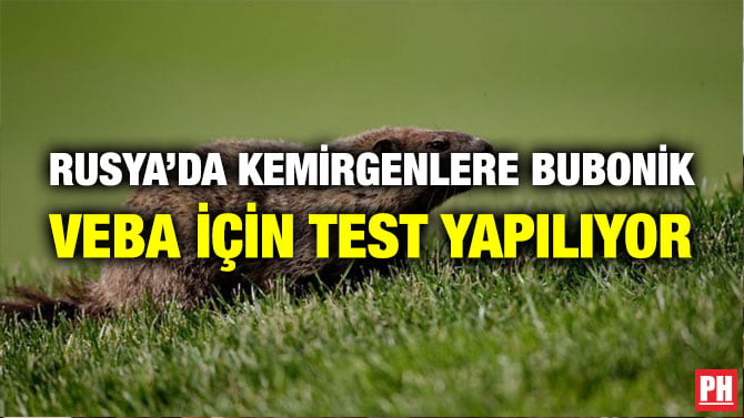 RUSYA’DA KEMİRGENLERE BUBONİK VEBA İÇİN TEST YAPILIYOR