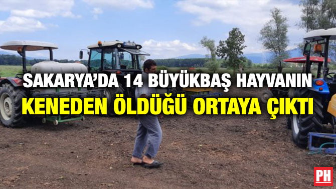 SAKARYA’DA 14 BÜYÜKBAŞ HAYVANIN KENEDEN ÖLDÜĞÜ ORTAYA ÇIKTI