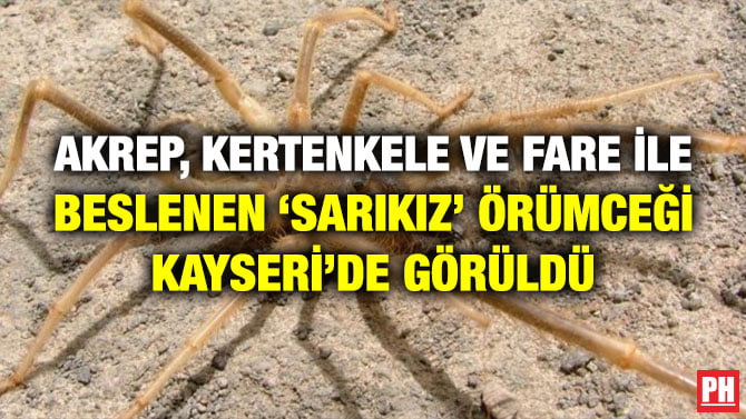 AKREP, KERTENKELE VE FARE İLE BESLENEN ‘SARIKIZ’ ÖRÜMCEĞİ KAYSERİ’DE GÖRÜLDÜ