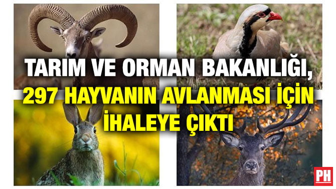 TARIM VE ORMAN BAKANLIĞI, 297 HAYVANIN AVLANMASI İÇİN İHALEYE ÇIKTI