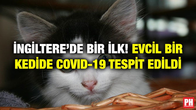 İNGİLTERE’DE BİR İLK! EVCİL BİR KEDİDE COVID-19 TESPİT EDİLDİ