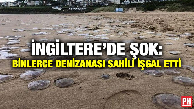 İNGİLTERE’DE ŞOK: BİNLERCE DENİZANASI SAHİLİ İŞGAL ETTİ