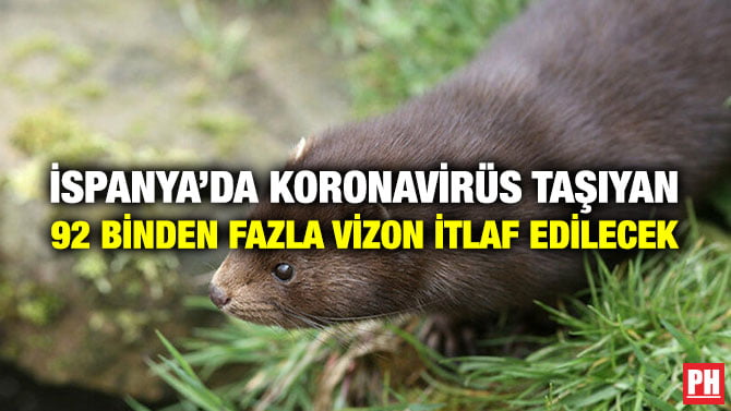 İSPANYA’DA KORONAVİRÜS TAŞIYAN 92 BİNDEN FAZLA VİZON İTLAF EDİLECEK