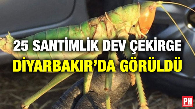 25 SANTİMLİK DEV ÇEKİRGE DİYARBAKIR’DA GÖRÜLDÜ