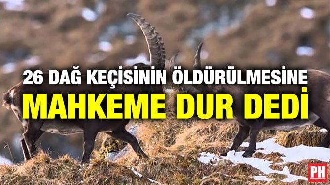 26 DAĞ KEÇİSİNİN ÖLDÜRÜLMESİNE MAHKEME DUR DEDİ