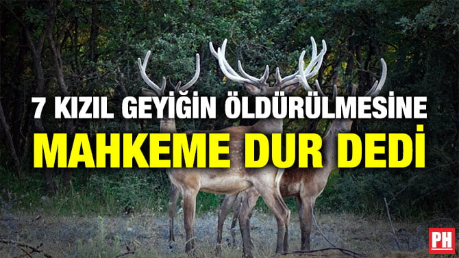 7 KIZIL GEYİĞİN ÖLDÜRÜLMESİNE MAHKEME DUR DEDİ