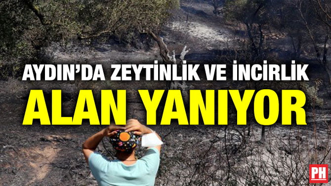 AYDIN’DA ZEYTİNLİK VE İNCİRLİK ALAN YANIYOR