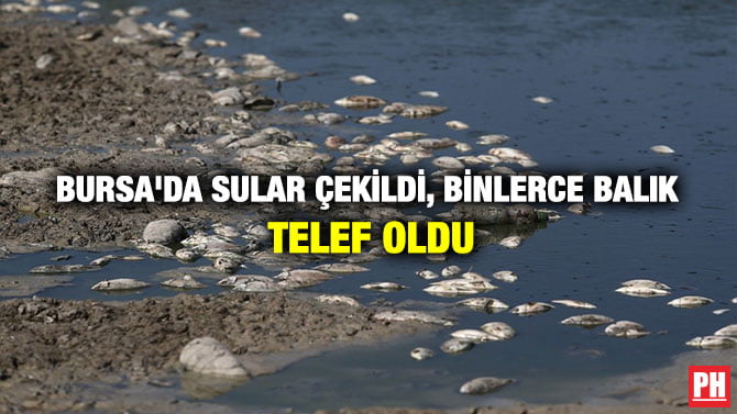 BURSA’DA SULAR ÇEKİLDİ, BİNLERCE BALIK TELEF OLDU