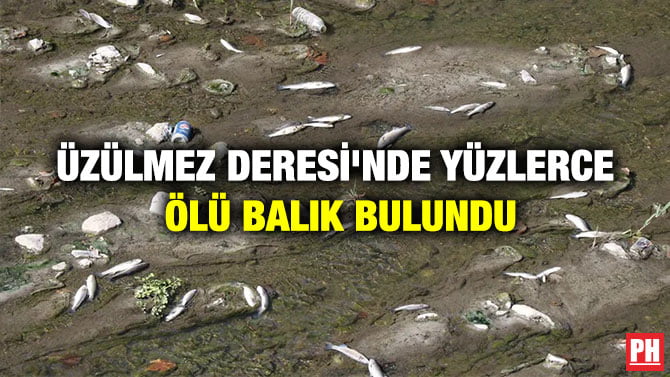 ÜZÜLMEZ DERESİ’NDE YÜZLERCE ÖLÜ BALIK BULUNDU