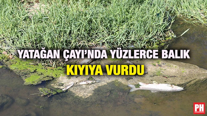 YATAĞAN ÇAYI’NDA YÜZLERCE BALIK KIYIYA VURDU