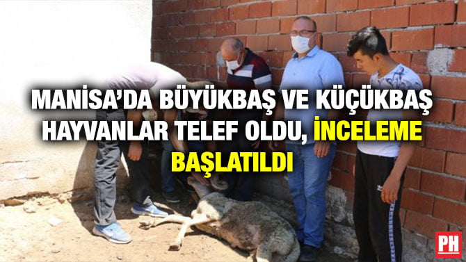 MANİSA’DA BÜYÜKBAŞ VE KÜÇÜKBAŞ HAYVANLAR TELEF OLDU, İNCELEME BAŞLATILDI
