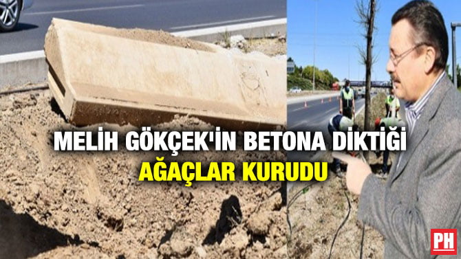 MELİH GÖKÇEK’İN BETONA DİKTİĞİ AĞAÇLAR KURUDU