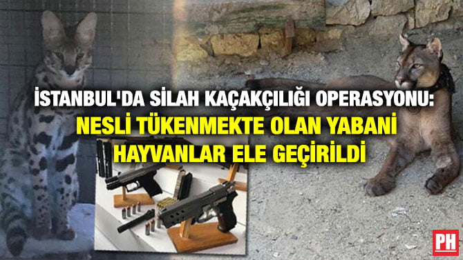 İSTANBUL’DA SİLAH KAÇAKÇILIĞI OPERASYONU: NESLİ TÜKENMEKTE OLAN YABANİ HAYVANLAR ELE GEÇİRİLDİ