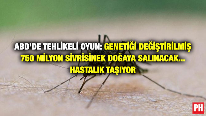ABD’DE TEHLİKELİ OYUN: GENETİĞİ DEĞİŞTİRİLMİŞ 750 MİLYON SİVRİSİNEK DOĞAYA SALINACAK… HASTALIK TAŞIYOR