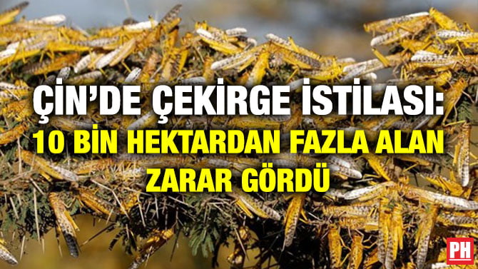 ÇİN’DE ÇEKİRGE İSTİLASI: 10 BİN HEKTARDAN FAZLA ALAN ZARAR GÖRDÜ