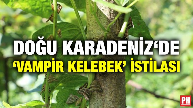 DOĞU KARADENİZ‘DE ‘VAMPİR KELEBEK’ İSTİLASI