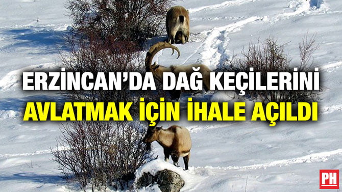 ERZİNCAN’DA DAĞ KEÇİLERİNİ AVLATMAK İÇİN İHALE AÇILDI