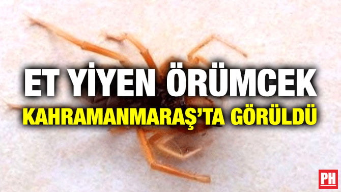 ET YİYEN ÖRÜMCEK KAHRAMANMARAŞ’TA GÖRÜLDÜ