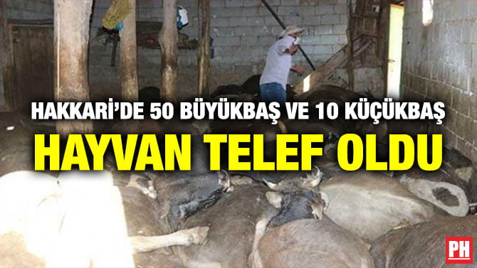 HAKKARİ’DE 50 BÜYÜKBAŞ VE 10 KÜÇÜKBAŞ HAYVAN TELEF OLDU