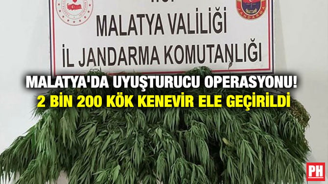 MALATYA’DA UYUŞTURUCU OPERASYONU! 2 BİN 200 KÖK KENEVİR ELE GEÇİRİLDİ
