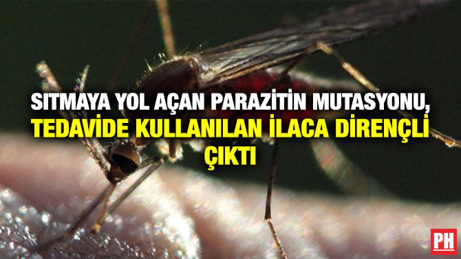 SITMAYA YOL AÇAN PARAZİTİN MUTASYONU, TEDAVİDE KULLANILAN İLACA DİRENÇLİ ÇIKTI