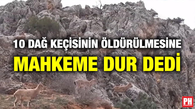 10 DAĞ KEÇİSİNİN ÖLDÜRÜLMESİNE MAHKEME DUR DEDİ