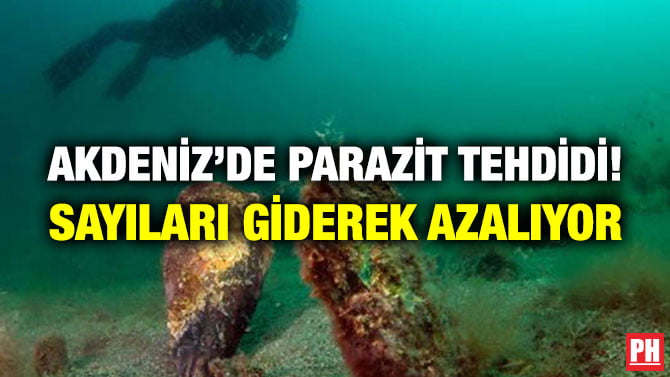 AKDENİZ’DE PARAZİT TEHDİDİ! SAYILARI GİDEREK AZALIYOR