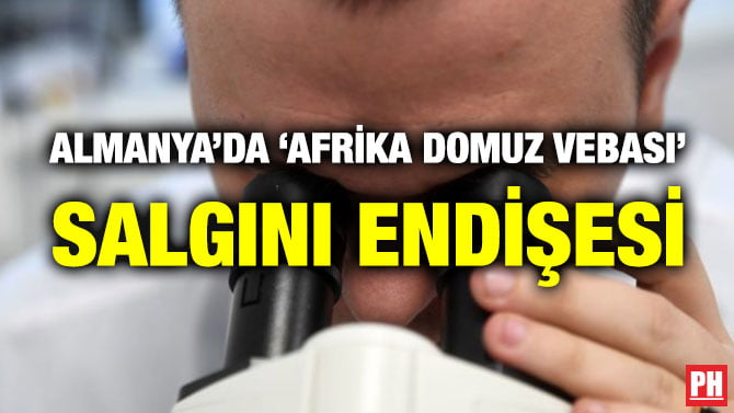 ALMANYA’DA ‘AFRİKA DOMUZ VEBASI’ SALGINI ENDİŞESİ