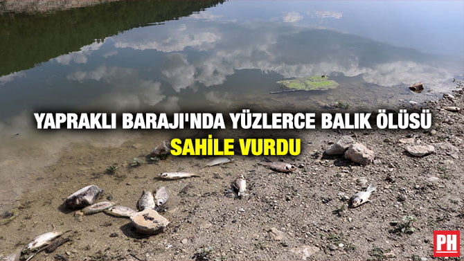 YAPRAKLI BARAJI’NDA YÜZLERCE BALIK ÖLÜSÜ SAHİLE VURDU