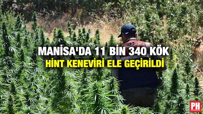 MANİSA’DA 11 BİN 340 KÖK HİNT KENEVİRİ ELE GEÇİRİLDİ