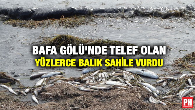 BAFA GÖLÜ’NDE TELEF OLAN YÜZLERCE BALIK SAHİLE VURDU
