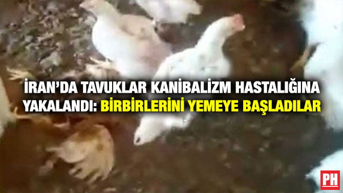 İRAN’DA TAVUKLAR KANİBALİZM HASTALIĞINA YAKALANDI: BİRBİRLERİNİ YEMEYE BAŞLADILAR