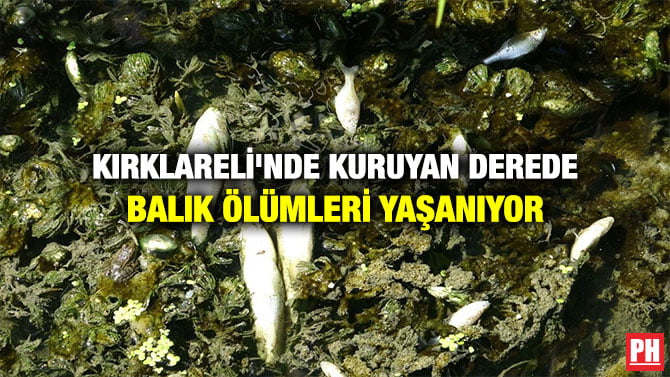 KIRKLARELİ’NDE KURUYAN DEREDE BALIK ÖLÜMLERİ YAŞANIYOR