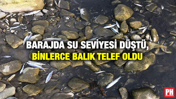 BARAJDA SU SEVİYESİ DÜŞTÜ, BİNLERCE BALIK TELEF OLDU