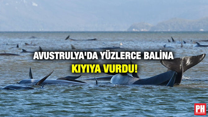 AVUSTRULYA’DA YÜZLERCE BALİNA  KIYIYA VURDU!