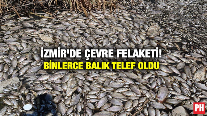 İZMİR’DE ÇEVRE FELAKETİ! BİNLERCE BALIK TELEF OLDU
