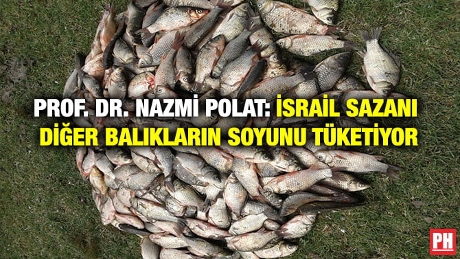 PROF. DR. NAZMİ POLAT: İSRAİL SAZANI DİĞER BALIKLARIN SOYUNU TÜKETİYOR