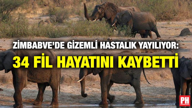ZİMBABVE’DE GİZEMLİ HASTALIK YAYILIYOR: 34 FİL HAYATINI KAYBETTİ