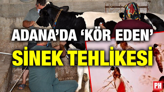 ADANA’DA ‘KÖR EDEN’ SİNEK TEHLİKESİ