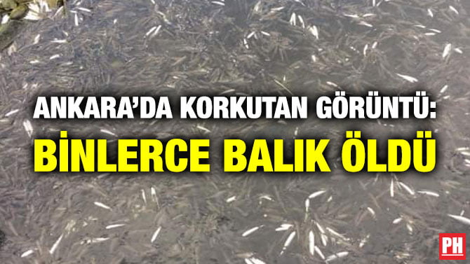 ANKARA’DA KORKUTAN GÖRÜNTÜ: BİNLERCE BALIK ÖLDÜ