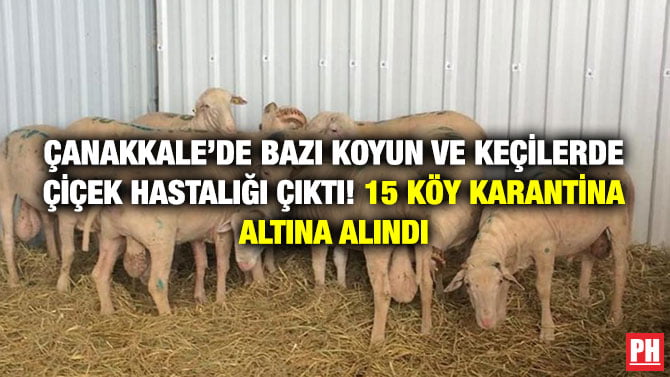 ÇANAKKALE’DE BAZI KOYUN VE KEÇİLERDE ÇİÇEK HASTALIĞI ÇIKTI! 15 KÖY KARANTİNA ALTINA ALINDI