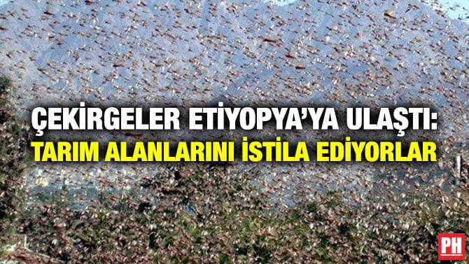 ÇEKİRGELER ETİYOPYA’YA ULAŞTI: TARIM ALANLARINI İSTİLA EDİYORLAR