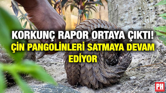 KORKUNÇ RAPOR ORTAYA ÇIKTI! ÇİN PANGOLİNLERİ SATMAYA DEVAM EDİYOR
