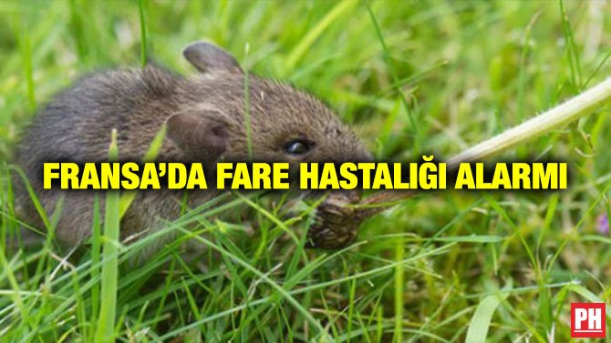 FRANSA’DA FARE HASTALIĞI ALARMI