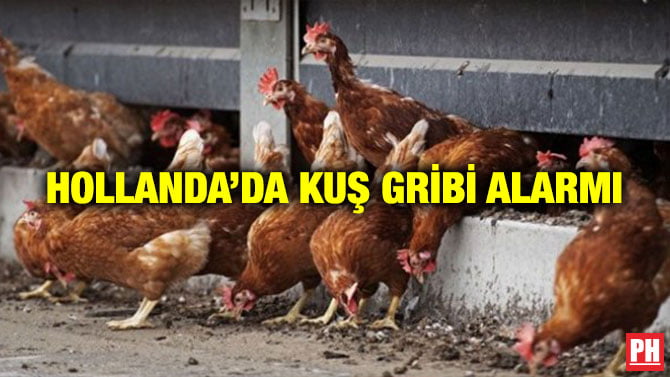 HOLLANDA’DA KUŞ GRİBİ ALARMI